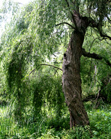 Bronx Botanical Garden 6/14/08